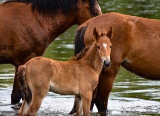 Ростовские ветеринары помогают лечить лошадей после атаки в Запорожской области