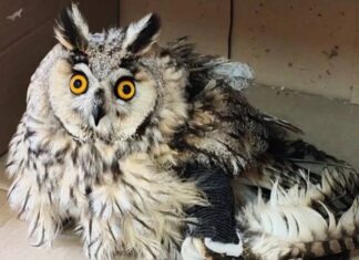 В парке «Малинки» неподалеку от Шахт спасли сову со сломанным крылом