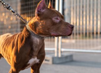 Питбуля после нападения на школьницу отправили в зону СВО Питбуль//Фото: freepik.com