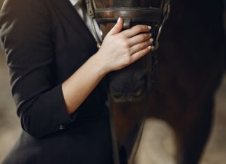 В Ростове появятся конные патрули полиции //Фото: freepik.com