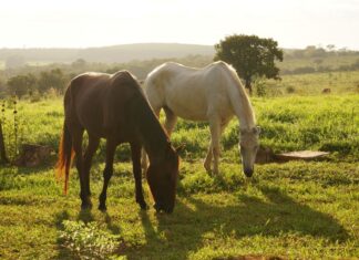 В Ростовской области планируют открыть сафари-парк //Фото: pxhere.com