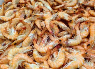 Вылов дальневосточной креветки в Азовском море достиг исторического рекорда