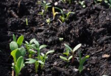 Донским аграриям направили почти 2 млрд рублей на весеннюю посевную //Фото: pxhere.com