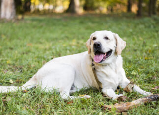 Лабрадоры из Рязани отправятся в Ростовскую область учиться на спасателей