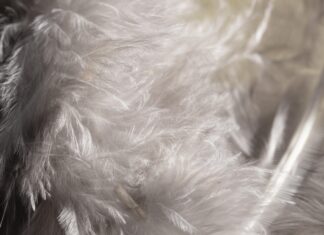 В Китай из Ростовской области доставили больше 12 тонн пухоперьевой смеси