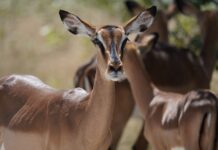 Сафари-парк «Придонье» в Ростовской области откроется для посетителей в конце августа Сафари парк //Фото JuIiana, Pixabay