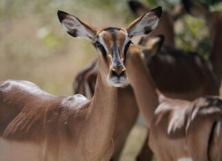 Сафари-парк «Придонье» в Ростовской области откроется для посетителей в конце августа Сафари парк //Фото JuIiana, Pixabay