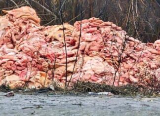 Тонны сырого мяса на трассе под Ростовом обернулись для бизнесмена крупным штрафом