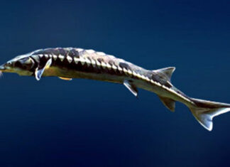 Спустя век ученые предложили возродить популяцию исчезнувшей рыбы в Дону