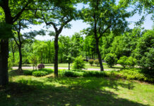 Почти 244 млн рублей направят на озеленение Ростова //Фото: freepik.com