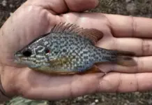 В водоемах Ростовской области нашли хищного окуня из Америки, который начал уничтожать местную рыбу