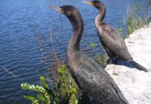 В Ростовской области чёрный баклан сжирает прудовую рыбу //Фото: Википедия