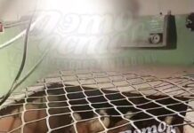 В подвале многоэтажки в Ростове сантехники развели птиц и обустроили жильё