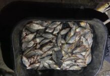 Двух жителей Ростовской области поймали при незаконной ловле рыбы сетями