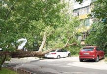 На улице Черепахина дерево упало на крышу машины //Фото: Дон24