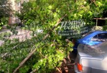 Упавшее дерево разбило иномарку в центре Ростова-на-Дону //Фото: Это Ростов